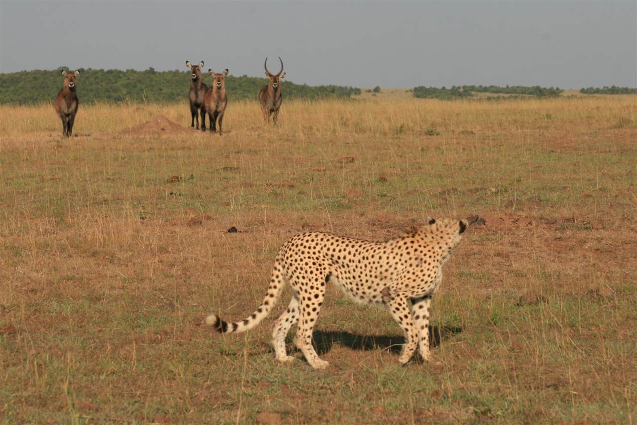 Kenya Day 4 Cheetah Vs Buck DC Rainmaker