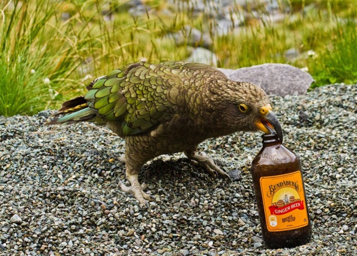 BeerBird