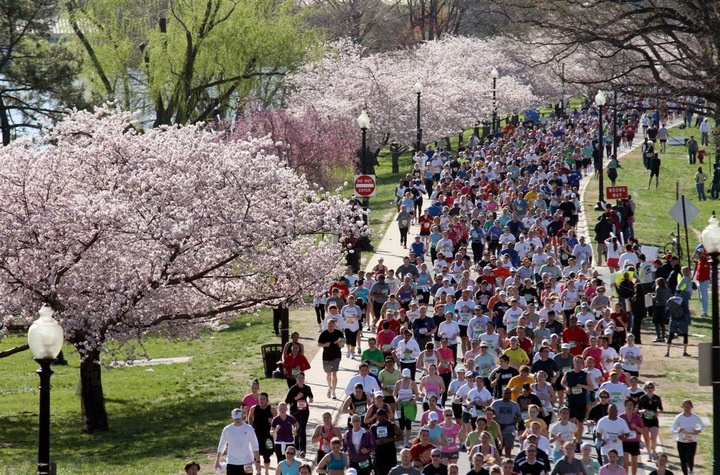 cherry-blossoms-and-gazillions-of-people-16