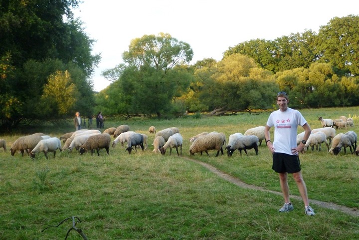 the-nuremberg-runaround-flock-of-sheep-edition-17