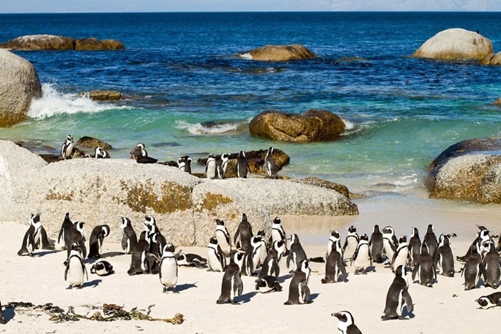 CapeTownPenguins